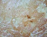 Foto langkah ke 6 dari resep Floss Roll Bread.