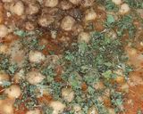 A picture of step 4 of Simple Chhola masala.
