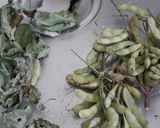 A picture of step 2 of Oven-Roasted Edamame.