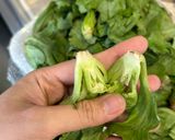 Hình bước làm 1 của món Mầm Bắp Cải Luộc Chấm Trứng