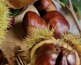 Une image de l'étape 9 de Crème de marrons ou châtaignes à la vanille, recette inratable.