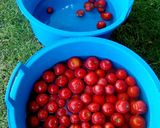 Házi paradicsomlé 🍅 recept fázis 1 fotója
