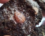 Foto del paso 4 de la receta: Galletas de Avena, Cacao y Mandarina