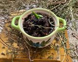Une image de l'étape 13 de 🪹🍃Tapenade olive 🫒 noire herbes 🌿 de Provence🌶️🪻piment oiseau🌶️.