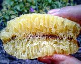Foto langkah ke 9 dari resep Bika Ambon mini ekonomis.