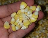 Foto langkah ke 1 dari resep JASUKE🌽🍼🧀.