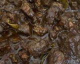 Foto langkah ke 4 dari resep Rawon Daging Sapi (frozen) sehat.