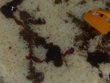 Doliman