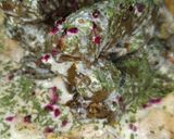A picture of step 4 of Grape Leaf Fatteh.
