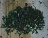 Foto del paso 2 de la receta: Guacamole