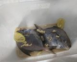 Foto langkah ke 2 dari resep Ikan goreng bumbu penyedap.