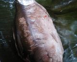 Foto langkah ke 8 dari resep Otak Otak Bandeng.