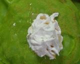 Foto langkah ke 4 dari resep Pancake mangga simple.