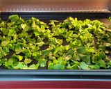 香菜牛軋糖 2（修改版）的食譜步驟1照片