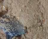 A picture of step 4 of Suji ka Halwa with Dry Fruits.