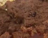 Foto langkah ke 5 dari resep Rendang sumatera.