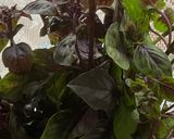 Une image de l'étape 1 de 🥖🫒🌶️Encas Estival🌿🍃.