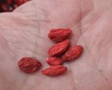 Foto del paso 1 de la receta: Bocaditos saludables de bayas de Goji, la cereza del Tíbet (Goji berry)