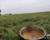 عکس مرحله 2 از دستور شیر چای