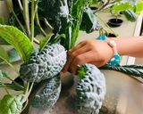 Hình bước làm 2 của món Vào bếp cùng con: salad từ vườn nhà bạn