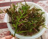 Hình bước làm 1 của món Đọt choại (chạy) xào tỏi