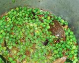 A picture of step 7 of Shahi Matar Paneer Pulao.