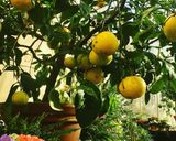 A picture of step 1 of Grapefruit mocktail.