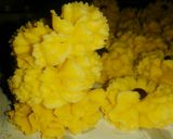 Foto langkah ke 7 dari resep Daisy semprit tanpa telur.
