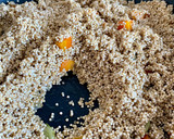 Foto del paso 4 de la receta: Risotto de quinoa con habitas y zanahoria