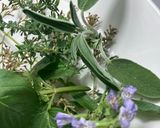 Foto del paso 5 de la receta Agua mágica de San Juan
