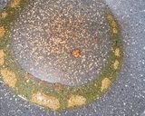 Foto del paso 2 de la receta: Picatostes caseros con cebolla molida