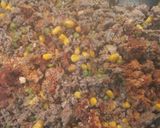 A picture of step 5 of Shepherds pie 2.