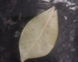 Foto del paso 1 de la receta: Potaje lentejas