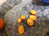 طريقة مربى البرتقال 🍊