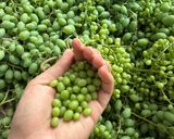 عکس مرحله 1 از دستور آبغوره خانگی