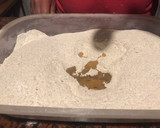 Foto del paso 3 de la receta: Pan integral con semillas