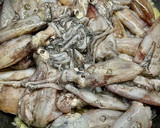 Foto del paso 3 de la receta: Chipirones de la Ría en su tinta