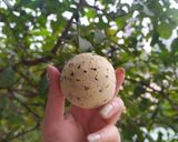 Hình bước làm 5 của món Bánh mì mè đen