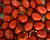 Une image de l'étape 1 de 🍊Tomates cerises 🍒coulis saveurs d'été.
