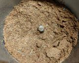A picture of step 2 of Chicken Kosha.