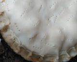 Foto del paso 9 de la receta: Tarta de acelga