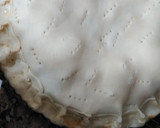 Foto del paso 9 de la receta: Tarta de acelga