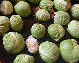 Foto del paso 2 de la receta: Repollitos de Bruselas en manteca de salvia y orégano