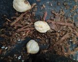 Foto langkah ke 1 dari resep Kalio Daging Sapi.