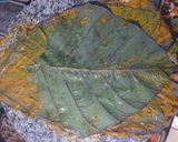 A picture of step 4 of Pattarveli na pan / pandada / alvi na pan.