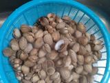 Kerang Dara Kuah Kare