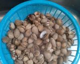 Foto langkah ke 1 dari resep Kerang Dara Kuah Kare.