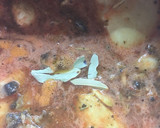 Foto del paso 9 de la receta: Caldo de hongos y mezcal