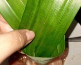Foto langkah ke 2 dari resep Ayam Goreng Pandan.