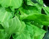 પાલક ના મુઠીયા (Palak Muthia Recipe In Gujarati) રેસીપી સ્ટેપ1ફોટો